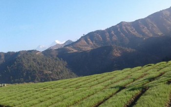 बैतडीमा प्याजको बेर्नाबाटै लाखौं आम्दानी 